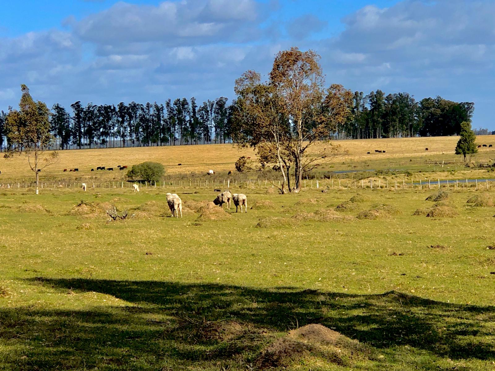 Treinta y Tres. Vendo Chacra de 10 Ha a 5 km del centro